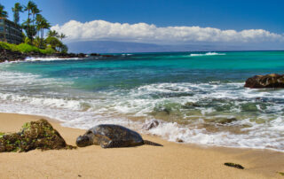 sea turtle sleeping on a gorgeous beach in Maui