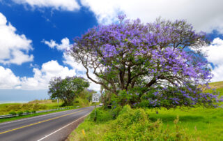 Beautiful purple jacaranda trees flowering along the roads of Maui