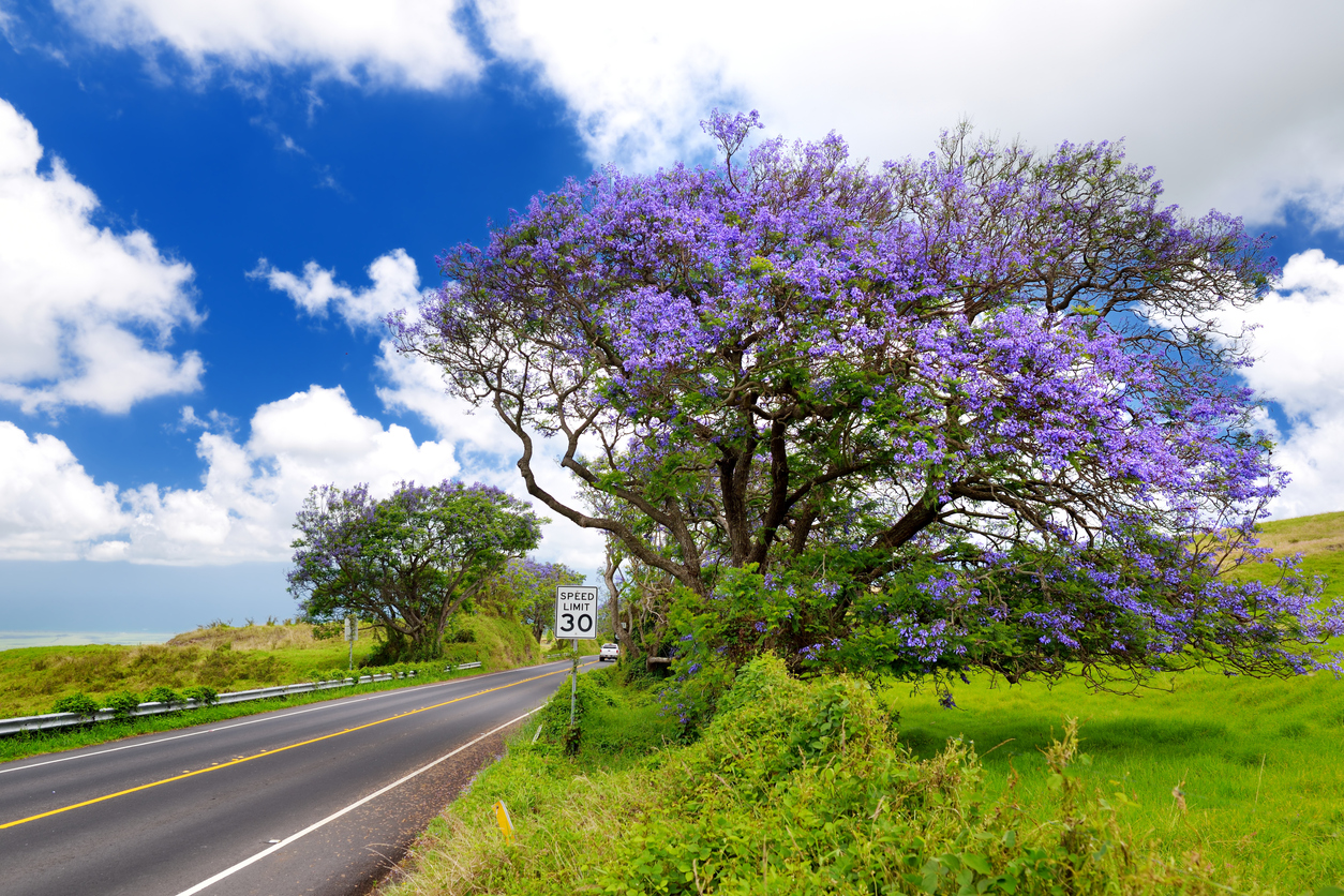 Beautiful purple jacaranda trees flowering along the roads of Maui