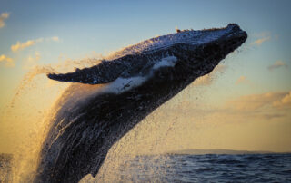 whale watching in Maui