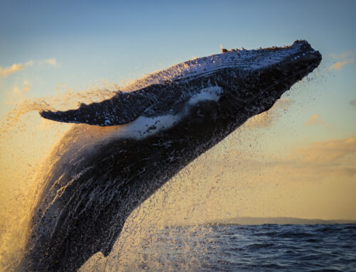 When is Whale Season in Maui?