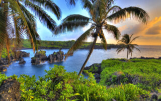 coconut trees in Maui Hawaii