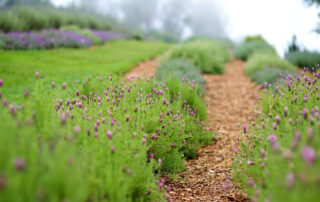 Blooming lavender plants at the Alii Kula Lavender Farm on Maui, Hawaii, USA