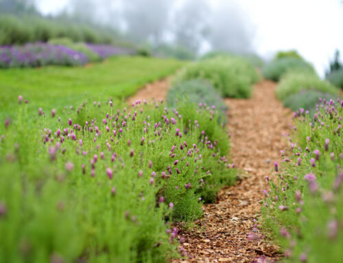 Hidden Gems Along the Haleakalā Bike Route