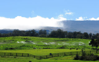 Morning view of a horse ranch at the foothill of Haleakalā Volcano, Maui, Hawaii
