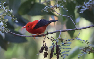 I'Iwi Bird perched near the Haleakala volcano in Maui