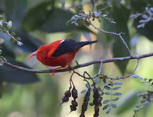 Local Wildlife You Might See While Biking in Maui