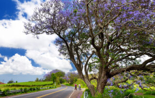 Two tourists on bikes under purple jacaranda trees flowering along the roads of Maui island, Hawaii