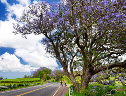 Eco-Friendly Travel: Why a Bike Tour is the Greenest Way to See Maui