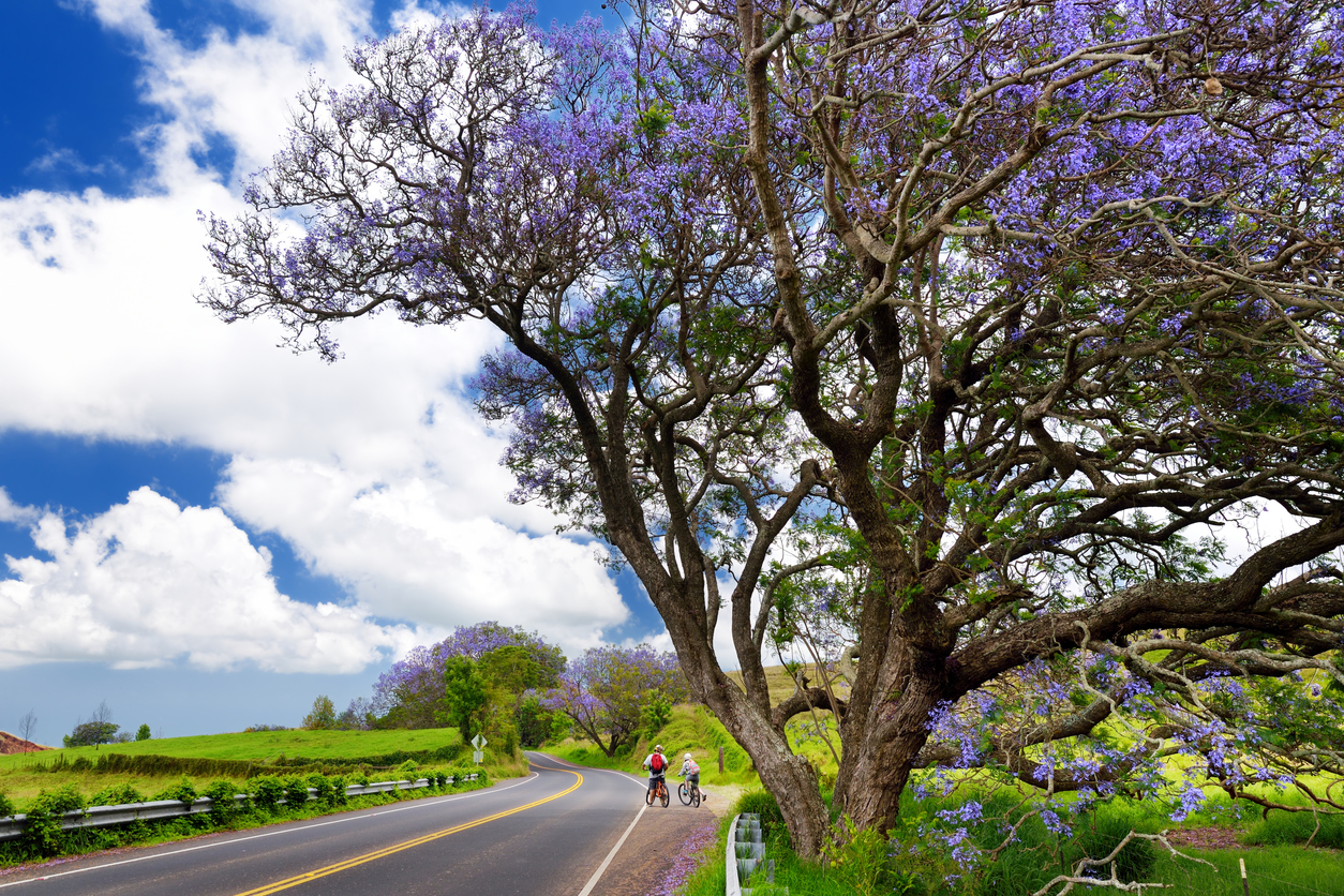 Two tourists on bikes under purple jacaranda trees flowering along the roads of Maui island, Hawaii