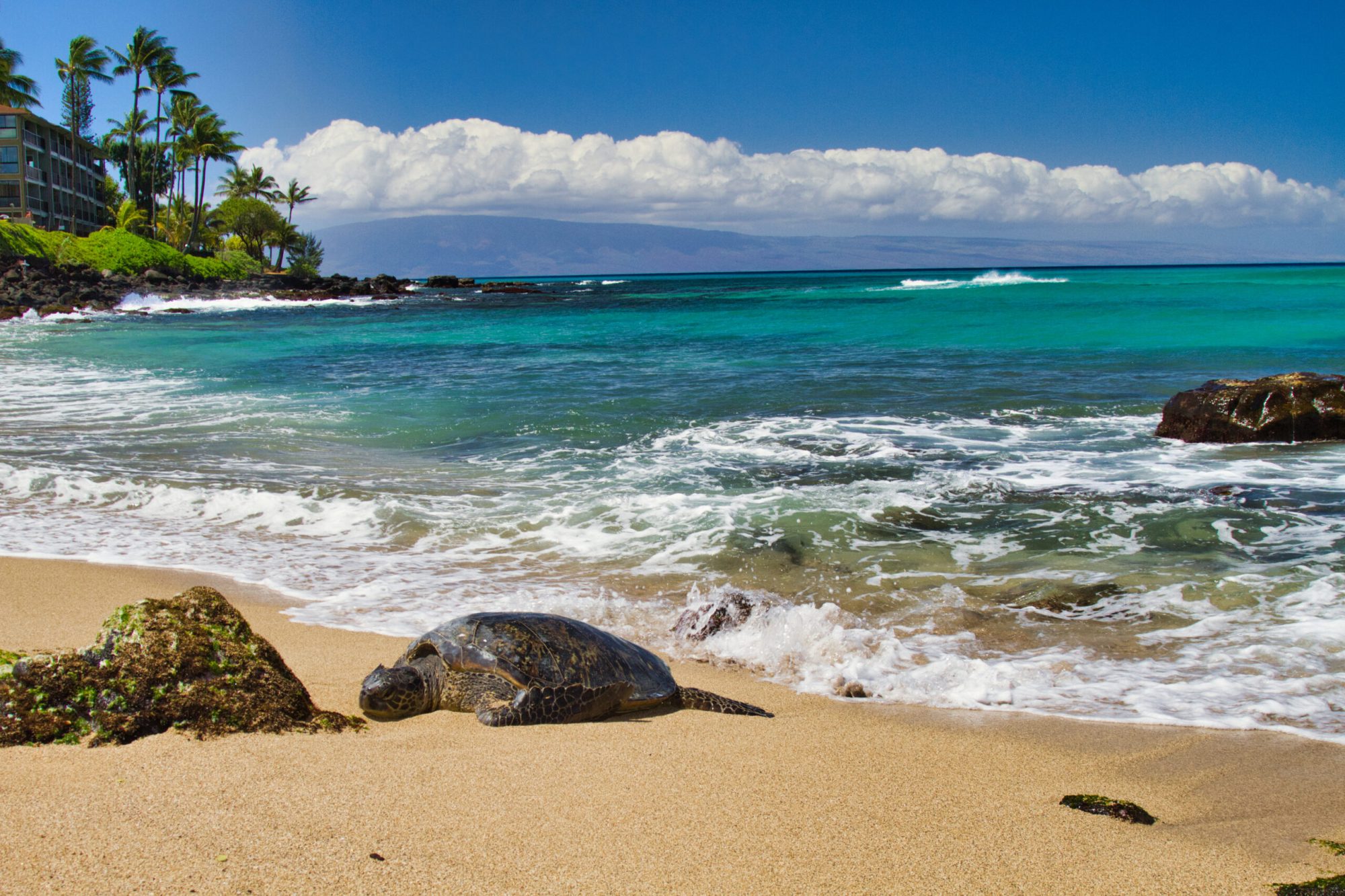 Sea turtle on sandy beach with palm trees, ocean waves, and blue sky.