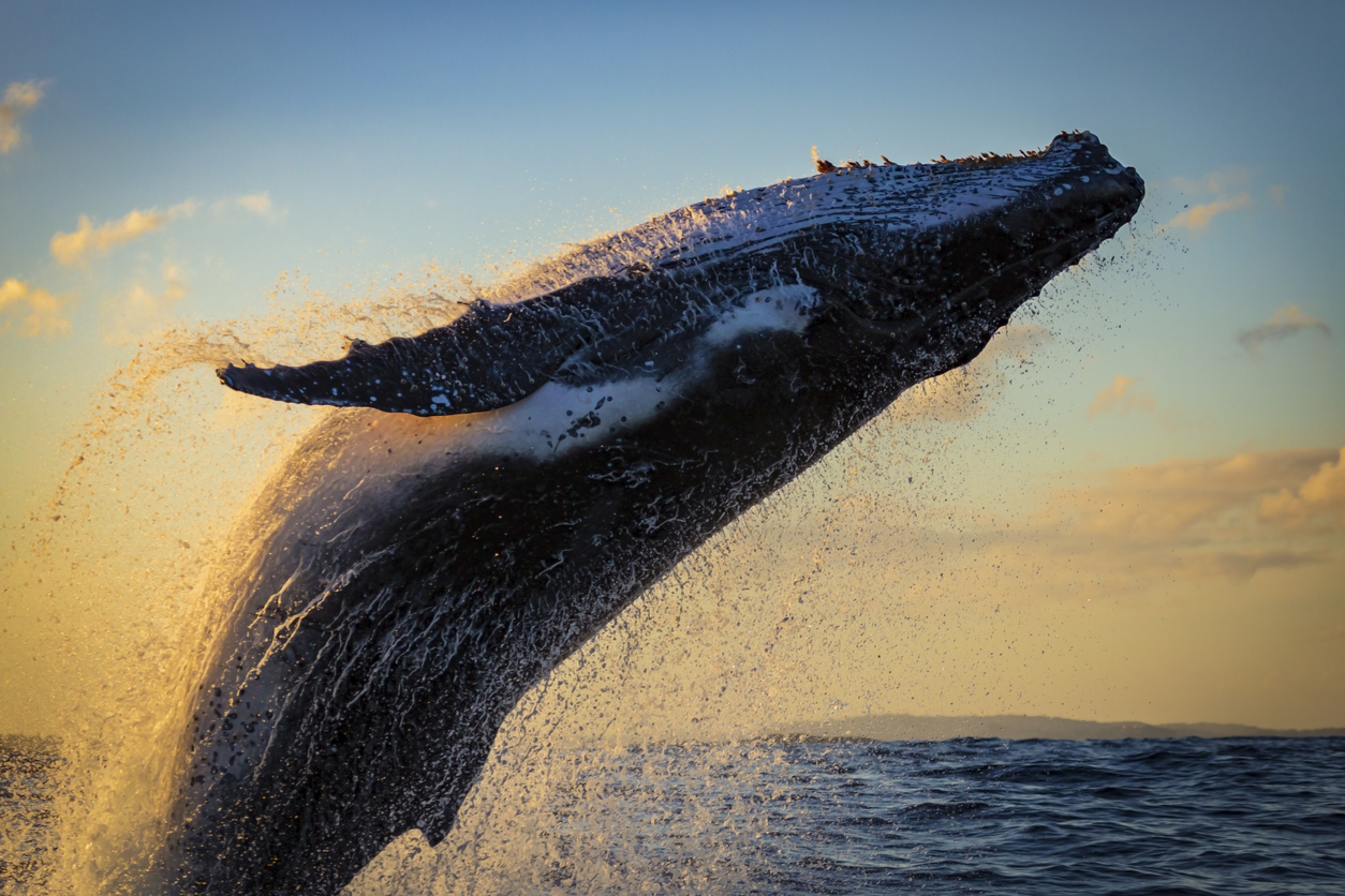 Humpback whale breaching water at sunset, with splashes and a clear sky in the background.