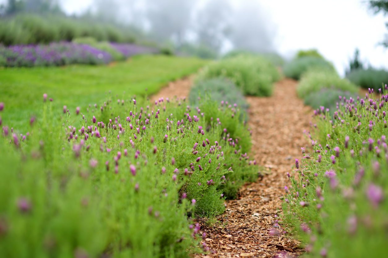 Pathway through a garden with purple flowering plants on both sides, leading into a misty background.
